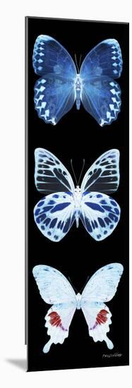 Miss Butterfly X-Ray Black Pano II-Philippe Hugonnard-Mounted Photographic Print