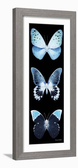 Miss Butterfly X-Ray Black Pano-Philippe Hugonnard-Framed Photographic Print