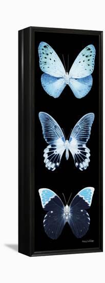 Miss Butterfly X-Ray Black Pano-Philippe Hugonnard-Framed Premier Image Canvas
