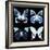 Miss Butterfly X-Ray Black Square II-Philippe Hugonnard-Framed Photographic Print