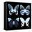 Miss Butterfly X-Ray Black Square II-Philippe Hugonnard-Framed Stretched Canvas