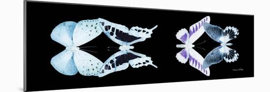 Miss Butterfly X-Ray Duo Black Pano II-Philippe Hugonnard-Mounted Photographic Print