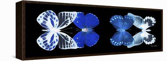 Miss Butterfly X-Ray Duo Black Pano IV-Philippe Hugonnard-Framed Premier Image Canvas