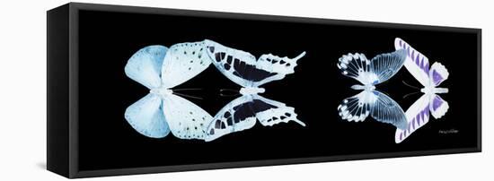 Miss Butterfly X-Ray Duo Black Pano IX-Philippe Hugonnard-Framed Stretched Canvas