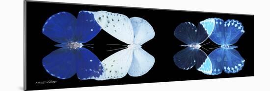 Miss Butterfly X-Ray Duo Black Pano VI-Philippe Hugonnard-Mounted Photographic Print