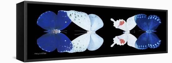Miss Butterfly X-Ray Duo Black Pano VII-Philippe Hugonnard-Framed Stretched Canvas