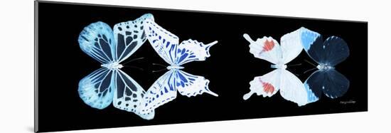 Miss Butterfly X-Ray Duo Black Pano VIII-Philippe Hugonnard-Mounted Photographic Print