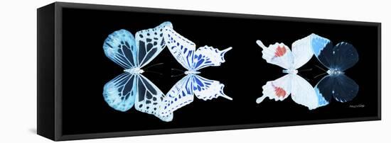 Miss Butterfly X-Ray Duo Black Pano VIII-Philippe Hugonnard-Framed Stretched Canvas