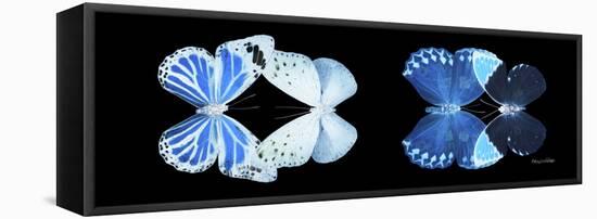 Miss Butterfly X-Ray Duo Black Pano X-Philippe Hugonnard-Framed Stretched Canvas
