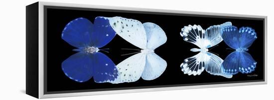 Miss Butterfly X-Ray Duo Black Pano XI-Philippe Hugonnard-Framed Premier Image Canvas