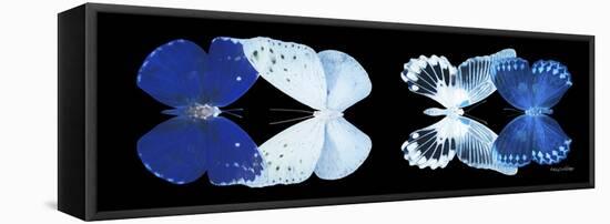 Miss Butterfly X-Ray Duo Black Pano XI-Philippe Hugonnard-Framed Stretched Canvas