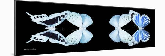 Miss Butterfly X-Ray Duo Black Pano XIII-Philippe Hugonnard-Mounted Photographic Print