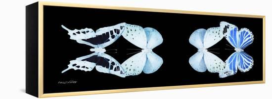 Miss Butterfly X-Ray Duo Black Pano XIII-Philippe Hugonnard-Framed Premier Image Canvas