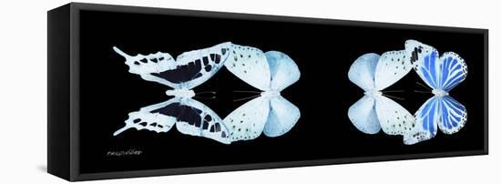 Miss Butterfly X-Ray Duo Black Pano XIII-Philippe Hugonnard-Framed Stretched Canvas