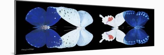 Miss Butterfly X-Ray Duo Black Pano-Philippe Hugonnard-Mounted Photographic Print