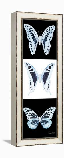 Miss Butterfly X-Ray Pano II-Philippe Hugonnard-Framed Premier Image Canvas