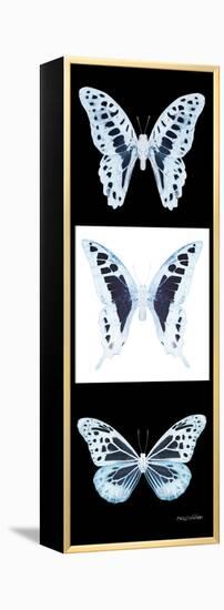 Miss Butterfly X-Ray Pano II-Philippe Hugonnard-Framed Premier Image Canvas