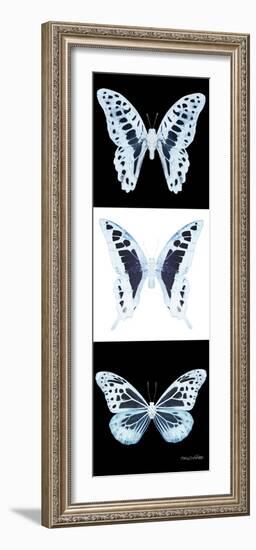 Miss Butterfly X-Ray Pano II-Philippe Hugonnard-Framed Photographic Print