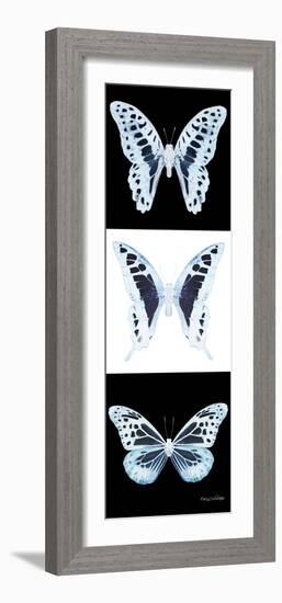 Miss Butterfly X-Ray Pano II-Philippe Hugonnard-Framed Photographic Print