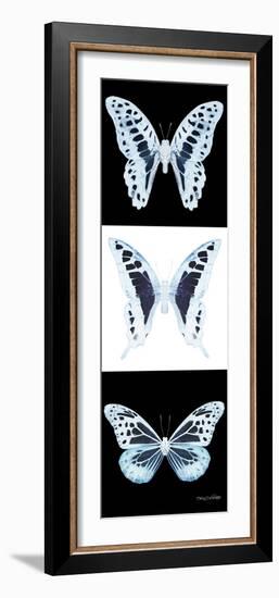 Miss Butterfly X-Ray Pano II-Philippe Hugonnard-Framed Photographic Print