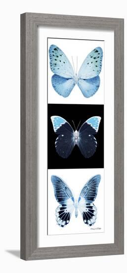 Miss Butterfly X-Ray Pano-Philippe Hugonnard-Framed Photographic Print