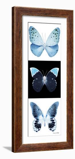 Miss Butterfly X-Ray Pano-Philippe Hugonnard-Framed Photographic Print