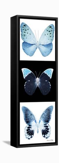 Miss Butterfly X-Ray Pano-Philippe Hugonnard-Framed Stretched Canvas