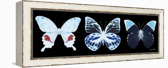 Miss Butterfly X-Ray Panoramic Black II-Philippe Hugonnard-Framed Premier Image Canvas