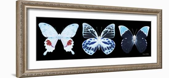 Miss Butterfly X-Ray Panoramic Black II-Philippe Hugonnard-Framed Photographic Print