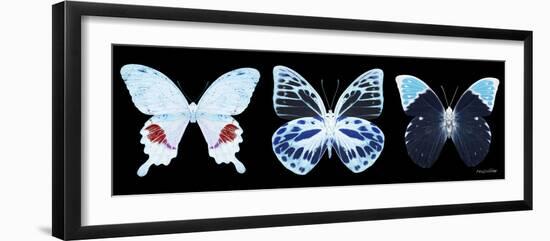 Miss Butterfly X-Ray Panoramic Black II-Philippe Hugonnard-Framed Photographic Print