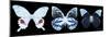 Miss Butterfly X-Ray Panoramic Black II-Philippe Hugonnard-Mounted Photographic Print