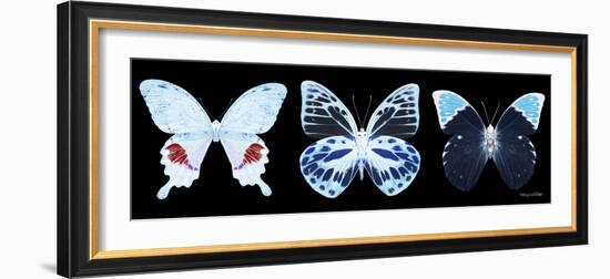 Miss Butterfly X-Ray Panoramic Black II-Philippe Hugonnard-Framed Photographic Print