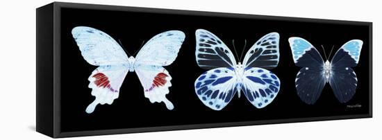 Miss Butterfly X-Ray Panoramic Black II-Philippe Hugonnard-Framed Stretched Canvas