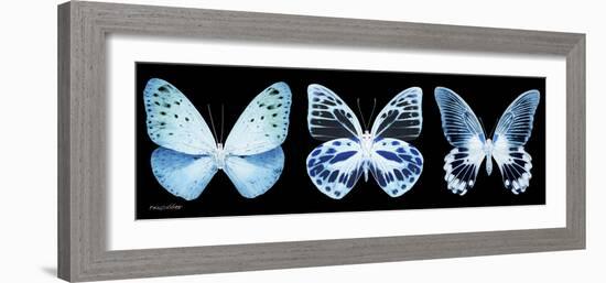 Miss Butterfly X-Ray Panoramic Black III-Philippe Hugonnard-Framed Photographic Print