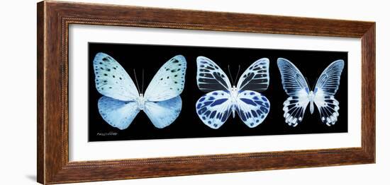 Miss Butterfly X-Ray Panoramic Black III-Philippe Hugonnard-Framed Photographic Print