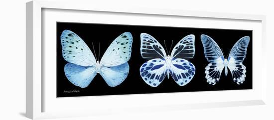 Miss Butterfly X-Ray Panoramic Black III-Philippe Hugonnard-Framed Photographic Print