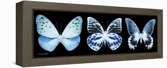 Miss Butterfly X-Ray Panoramic Black III-Philippe Hugonnard-Framed Premier Image Canvas