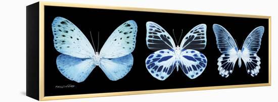 Miss Butterfly X-Ray Panoramic Black III-Philippe Hugonnard-Framed Premier Image Canvas