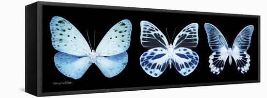 Miss Butterfly X-Ray Panoramic Black III-Philippe Hugonnard-Framed Stretched Canvas