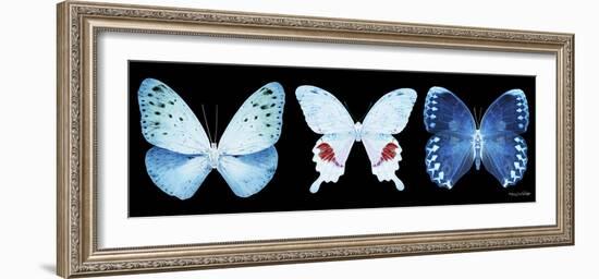 Miss Butterfly X-Ray Panoramic Black IV-Philippe Hugonnard-Framed Photographic Print