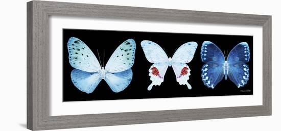 Miss Butterfly X-Ray Panoramic Black IV-Philippe Hugonnard-Framed Photographic Print