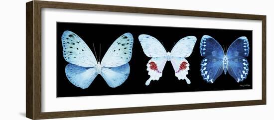 Miss Butterfly X-Ray Panoramic Black IV-Philippe Hugonnard-Framed Photographic Print