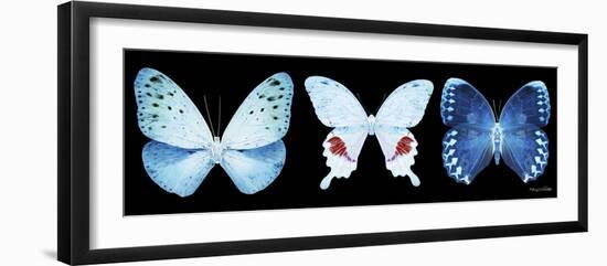 Miss Butterfly X-Ray Panoramic Black IV-Philippe Hugonnard-Framed Photographic Print