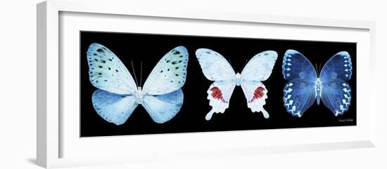 Miss Butterfly X-Ray Panoramic Black IV-Philippe Hugonnard-Framed Photographic Print