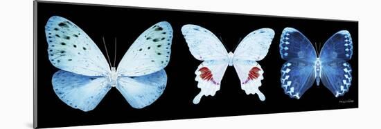 Miss Butterfly X-Ray Panoramic Black IV-Philippe Hugonnard-Mounted Photographic Print