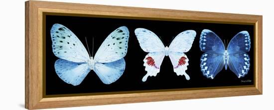 Miss Butterfly X-Ray Panoramic Black IV-Philippe Hugonnard-Framed Premier Image Canvas