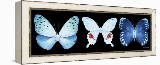 Miss Butterfly X-Ray Panoramic Black IV-Philippe Hugonnard-Framed Premier Image Canvas