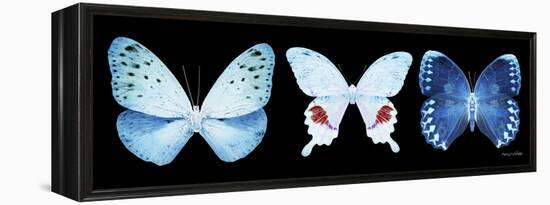 Miss Butterfly X-Ray Panoramic Black IV-Philippe Hugonnard-Framed Premier Image Canvas