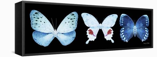 Miss Butterfly X-Ray Panoramic Black IV-Philippe Hugonnard-Framed Premier Image Canvas