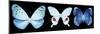 Miss Butterfly X-Ray Panoramic Black IV-Philippe Hugonnard-Mounted Premium Photographic Print